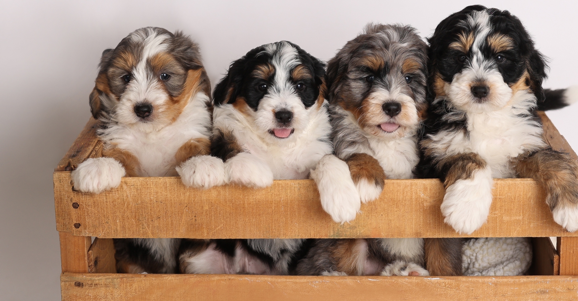 F1 Mini Bernedoodles Crate.jpg